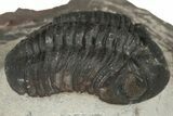 Austerops Trilobite - Jorf, Morocco #204303-1